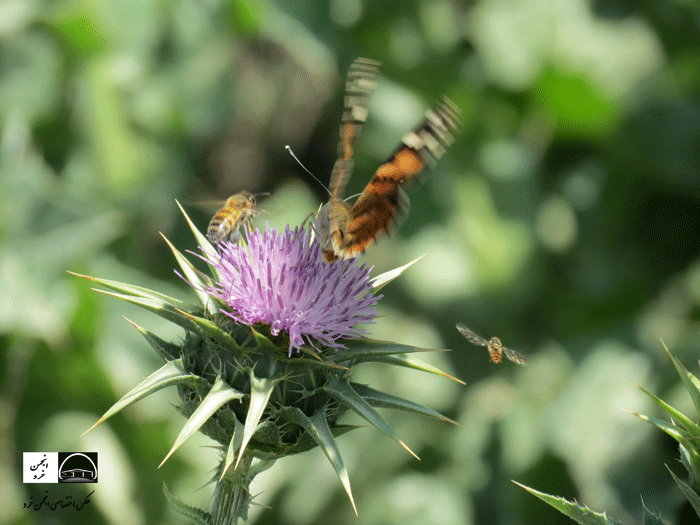 اطراف تپه آپادانا